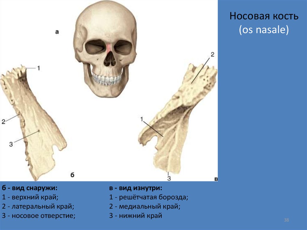 Б б кость. Носовая кость анатомия. Носовая кость анатомия строение. Носовая кость черепа анатомия.