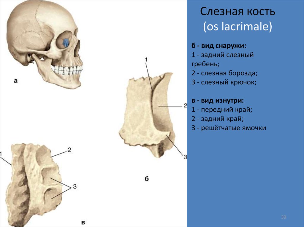 Задние кости черепа. Строение слезной кости черепа. Носовая кость слезная кость строение. Слезная кость черепа анатомия. Слезная кость, os lacrimale строение.