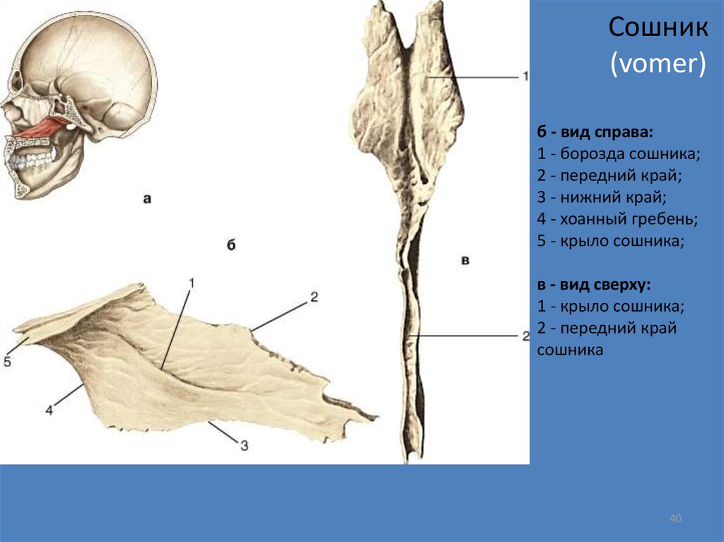Гребень латынь. Сошник анатомия Синельников. Сошник кость черепа анатомия животных. Строение черепа сошник. Сошник анатомия человека кости черепа.