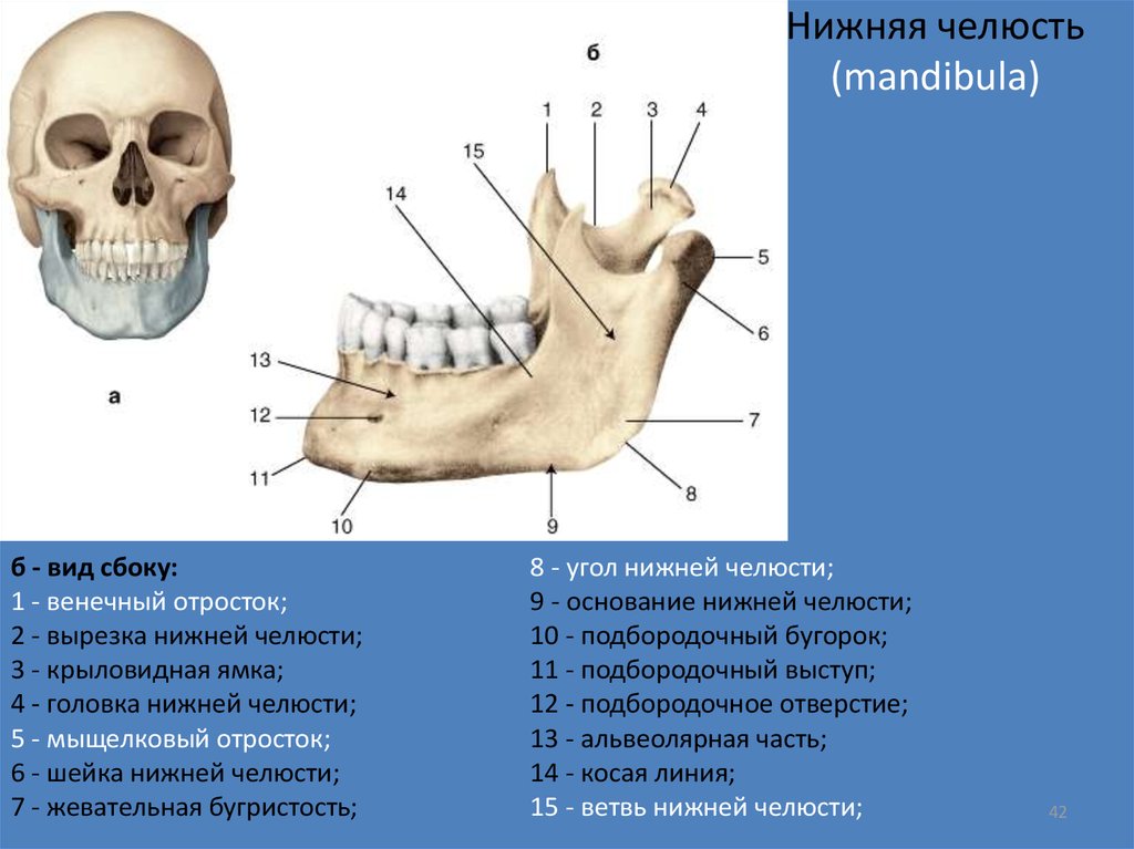 Нижний край нижней челюсти. Нижняя челюсть вид сбоку анатомия. Мыщелковый отросток нижней челюсти. Нижняя челюсть кость анатомия строение. Нижняя челюсть анатомия жевательная бугристость.