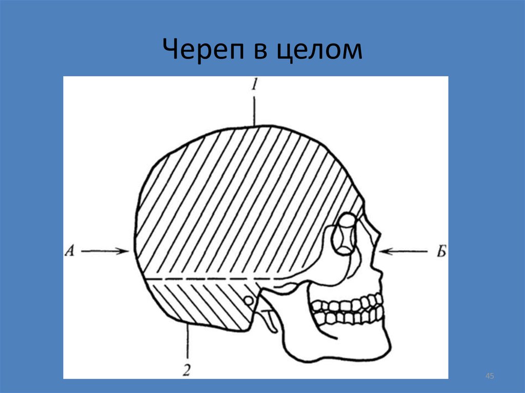 Мозговой череп свод и основание. Верхний отдел и Нижний свод черепа. Свод и основание мозгового отдела черепа. Мозговой череп (neurocranium). Череп в целом.