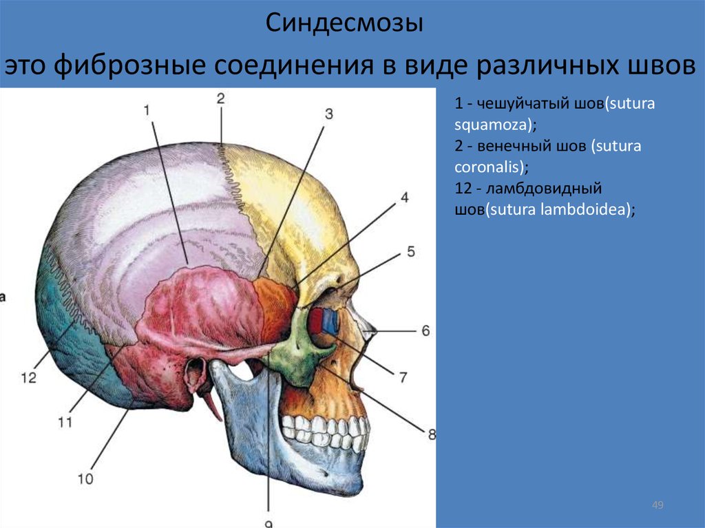 Подвижное соединение в черепе. Соединения костей черепа анатомия швы. Соединение костей черепа синдесмозы. Соединения костей черепа синдесмозы роднички. Фиброзные соединения синдесмозы.