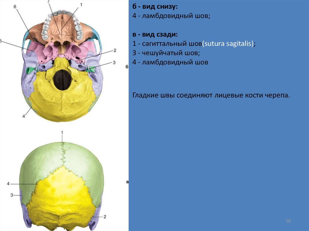 Ламбдовидный шов. Лямбдовидный шов черепа. Череп вид снизу.