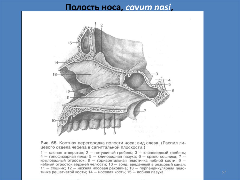 Костная основа полости рта. Носовая полость кость анатомия. Костная перегородка полости носа анатомия. Полость носа анатомия строение кости. Полость носа Сагиттальный распил.