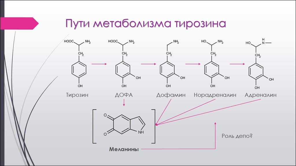Синтез тирозина. Синтез меланинов. Синтез меланина тирозиназа. Тирозин меланин схема. Синтез меланинов из тирозина.