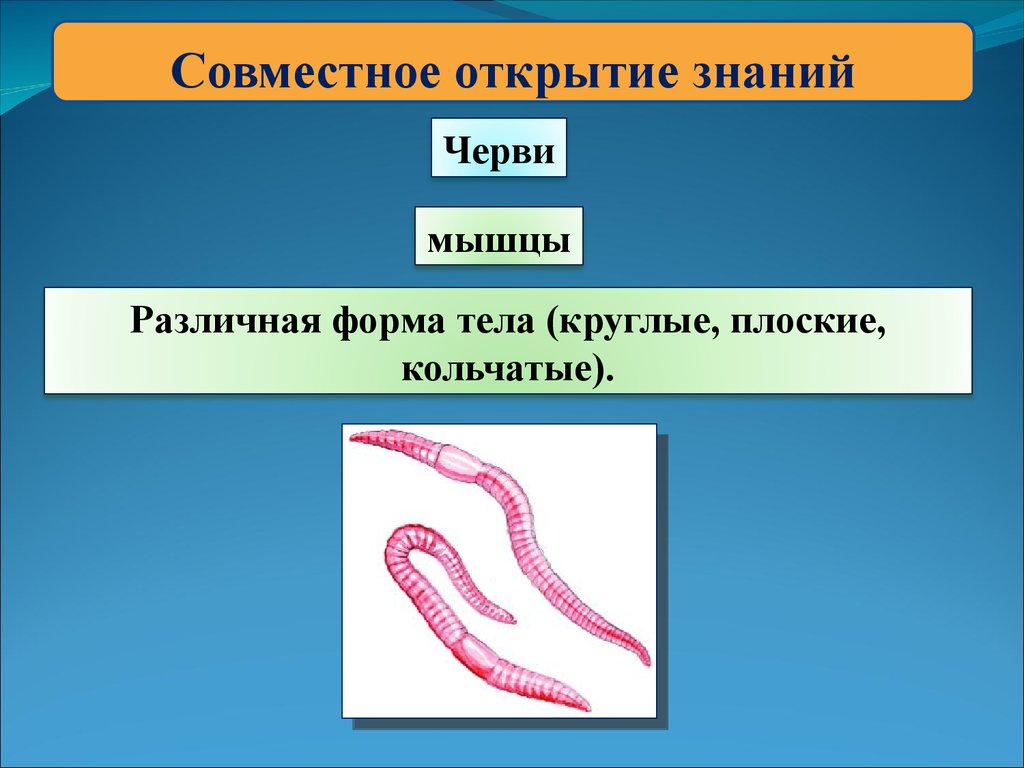 Форма кольчатых червей. Форма тела плоских червей и круглых червей. Круглые черви форма тела. Кольчатые и плоские черви. Кольчатые черви.