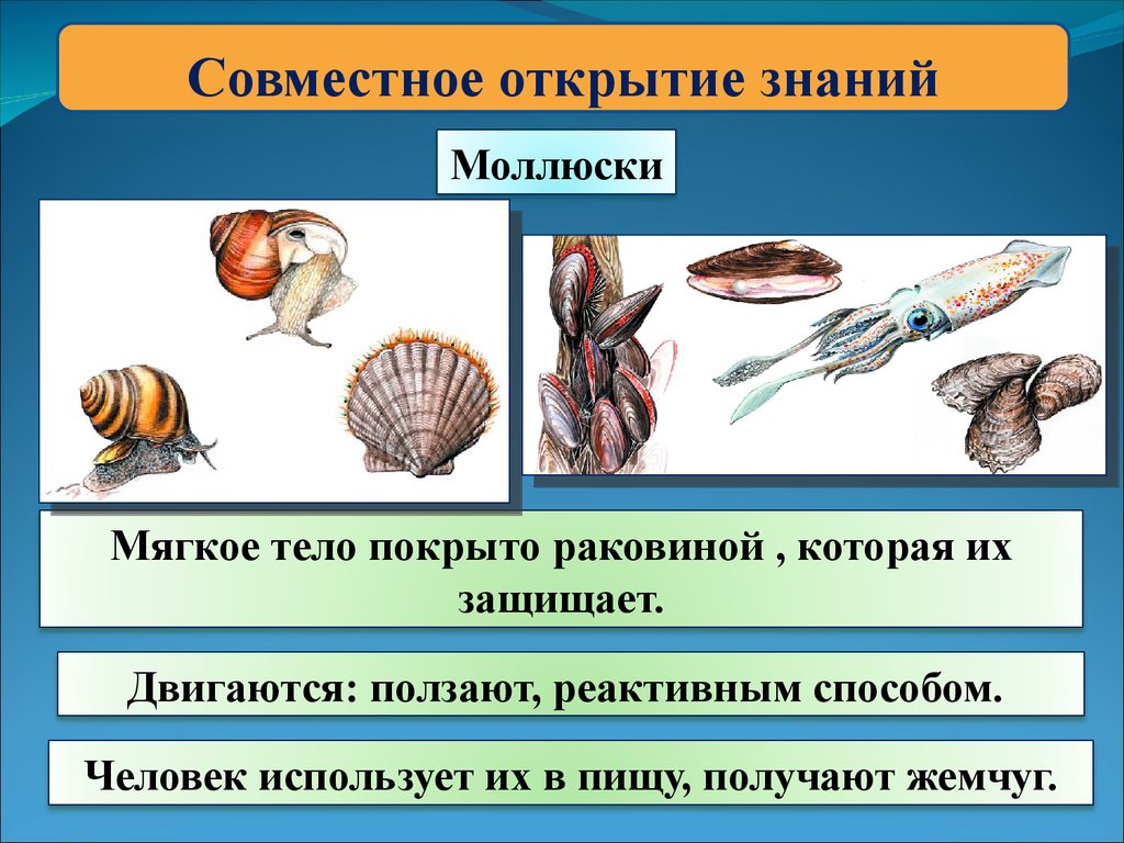 Приведите по три примера животных моллюски. Информация о моллюсках. Моллюски 3 класс окружающий мир. Разнообразие моллюсков. Сообщение о моллюсках.
