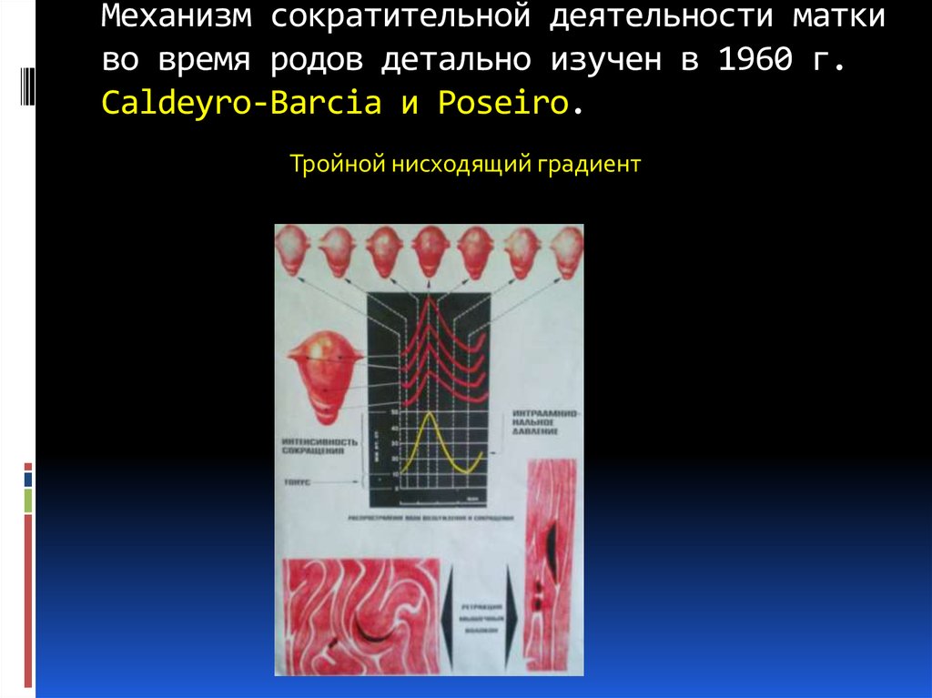 Механизм сократительной деятельности матки. Принцип тройного нисходящего градиента. Механизм регуляции сократительной деятельности матки.