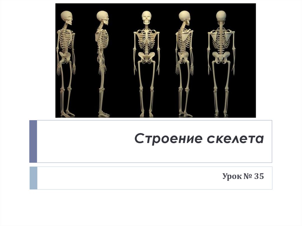 Скелет презентации проекта