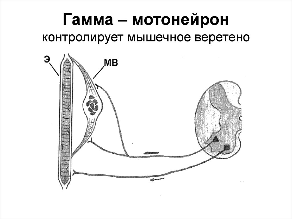 Схема спинальных механизмов регуляции мышечного тонуса с каналами обратной связи