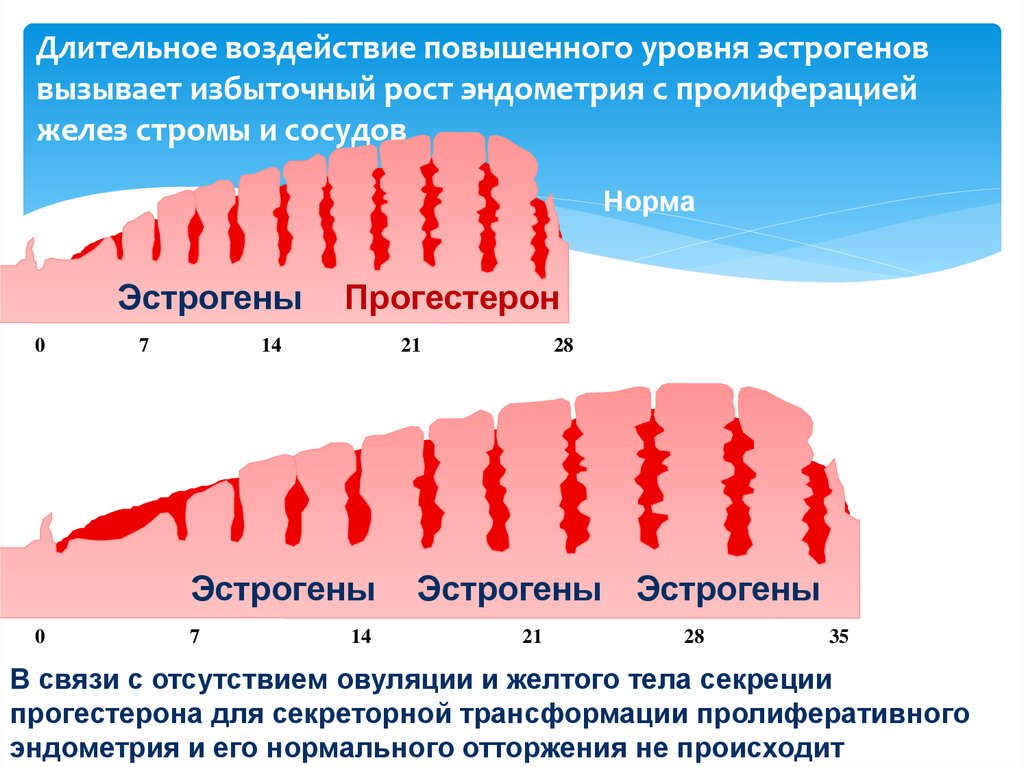 Уровень эндометрия