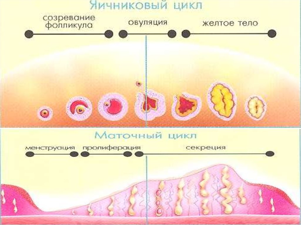 Эндометрий менструационного цикла