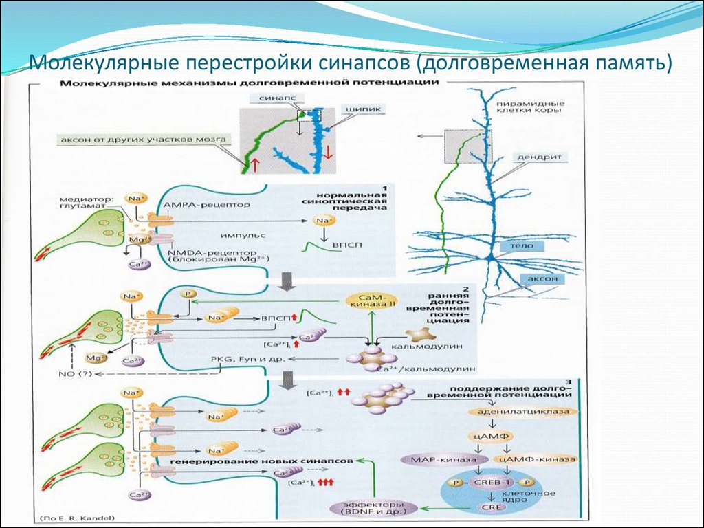 Механизмы памяти физиология презентация