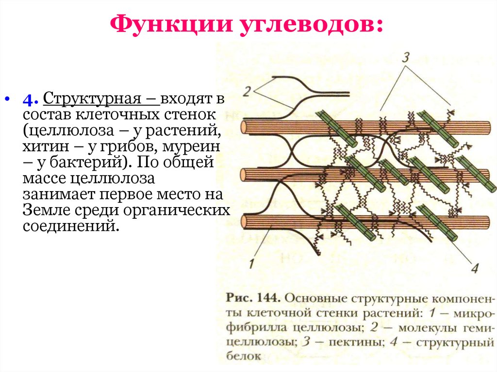 Углеводы клеточных стенок