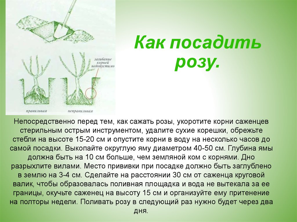 Как сажать розы в открытый грунт весной. Посадка роз весной в открытый грунт. Как правильно сажать розы. Как посадить розу в открытый грунт. Как правильно посадить розу.