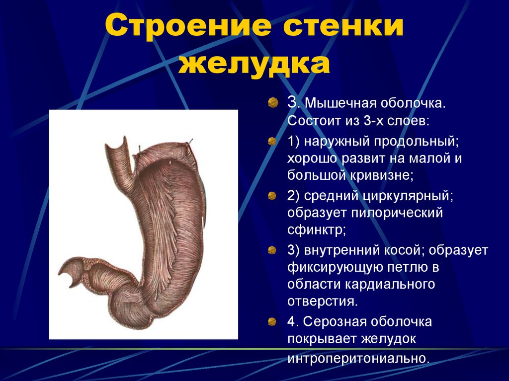 Желудок функция отдела. Слои стенки желудка анатомия. Строение и функции стенки желудка. Строение внутреннего слоя желудка. Особенности строения стенки желудка.