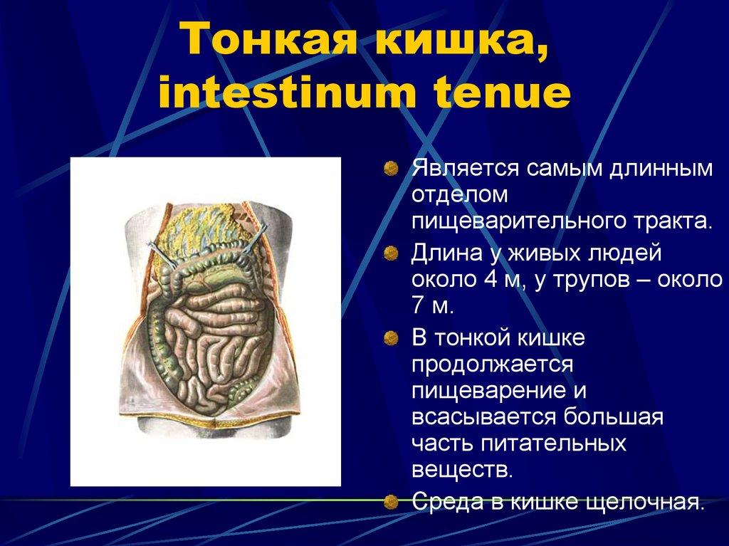 Характеристика тонкой кишки. Тонкая кишка (intestinum tenue) функции. Отделы тонкого кишечника человека.