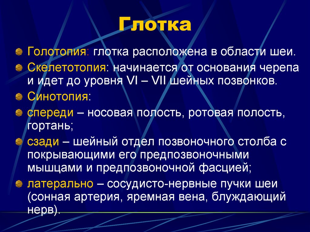 Голотопия скелетотопия. Глотка голотопия скелетотопия синтопия. Голотопия глотки. Топография глотки голотопия скелетотопия синтопия.