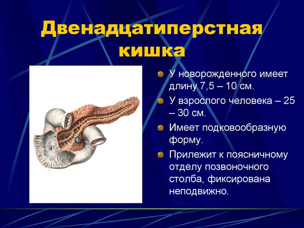 Кишка метров. Продольная складка двенадцатиперстной кишки. Двенадцатиперстная кишка человека. Двенадцааттиперстнаяя уигка УЭ человека. 12 Перстная кишка у человека.