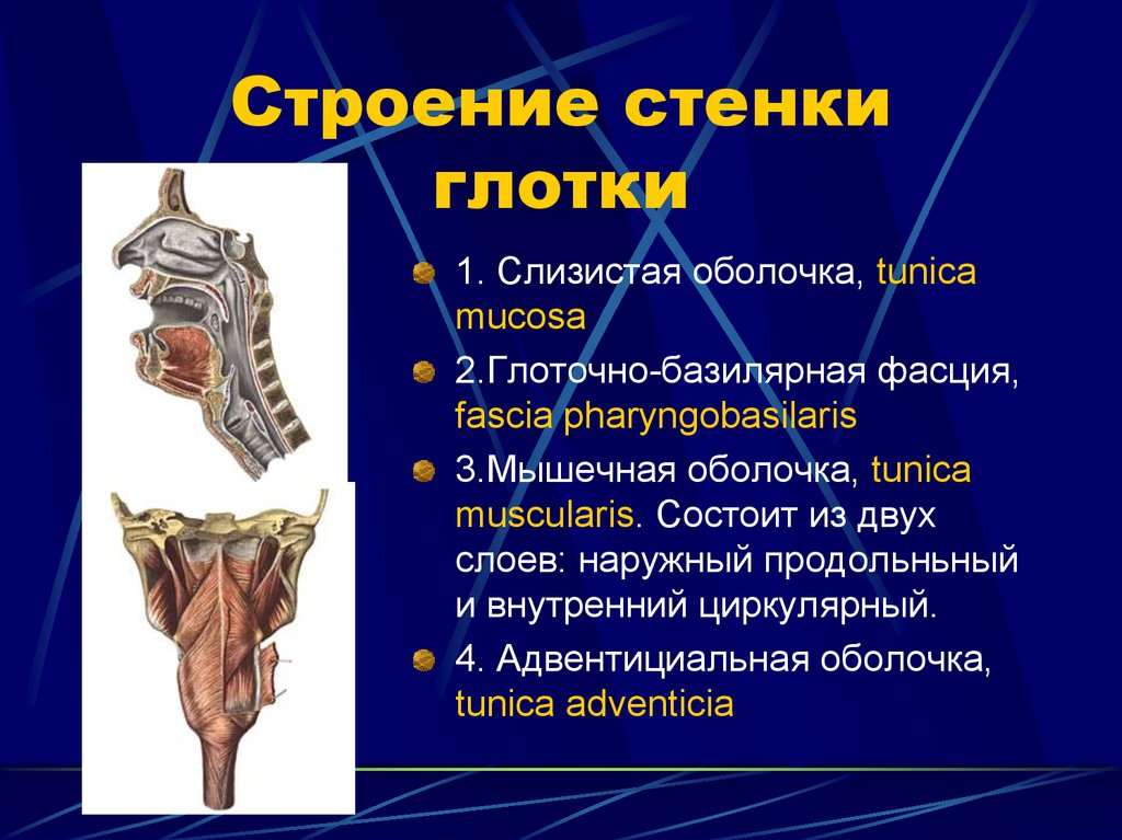 Глотка состоит из слоев.