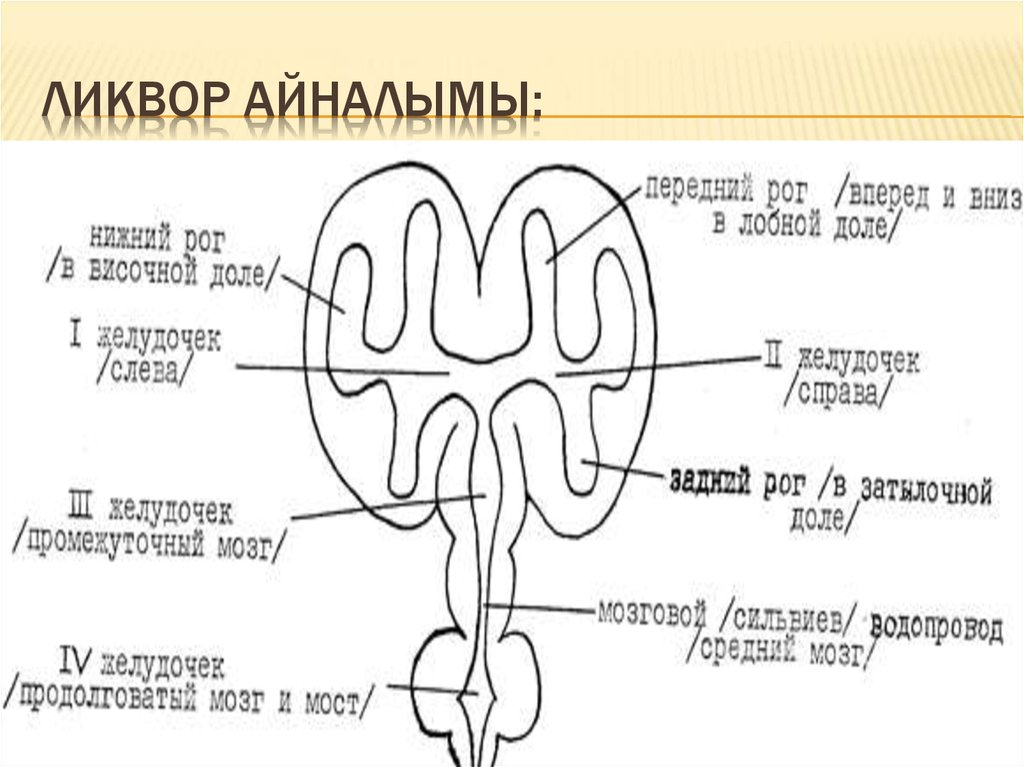 Схема оттока ликвора