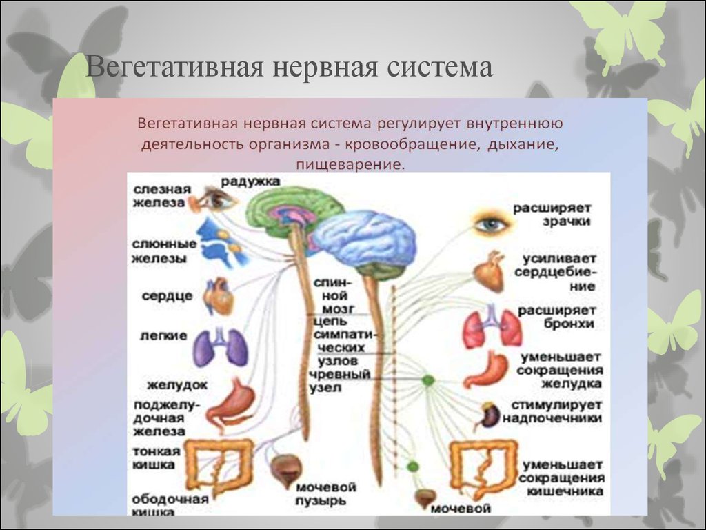 Какова функция вегетативной нервной системы