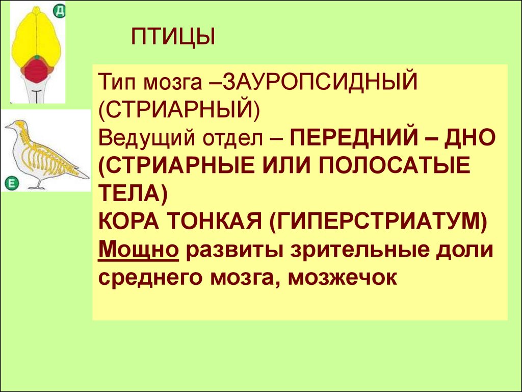 Типы мозгов. Тип мозга у птиц. Тип переднего мозга птиц. Зауропсидный Тип мозга характерен. Тип мозга, который характерен для птиц.