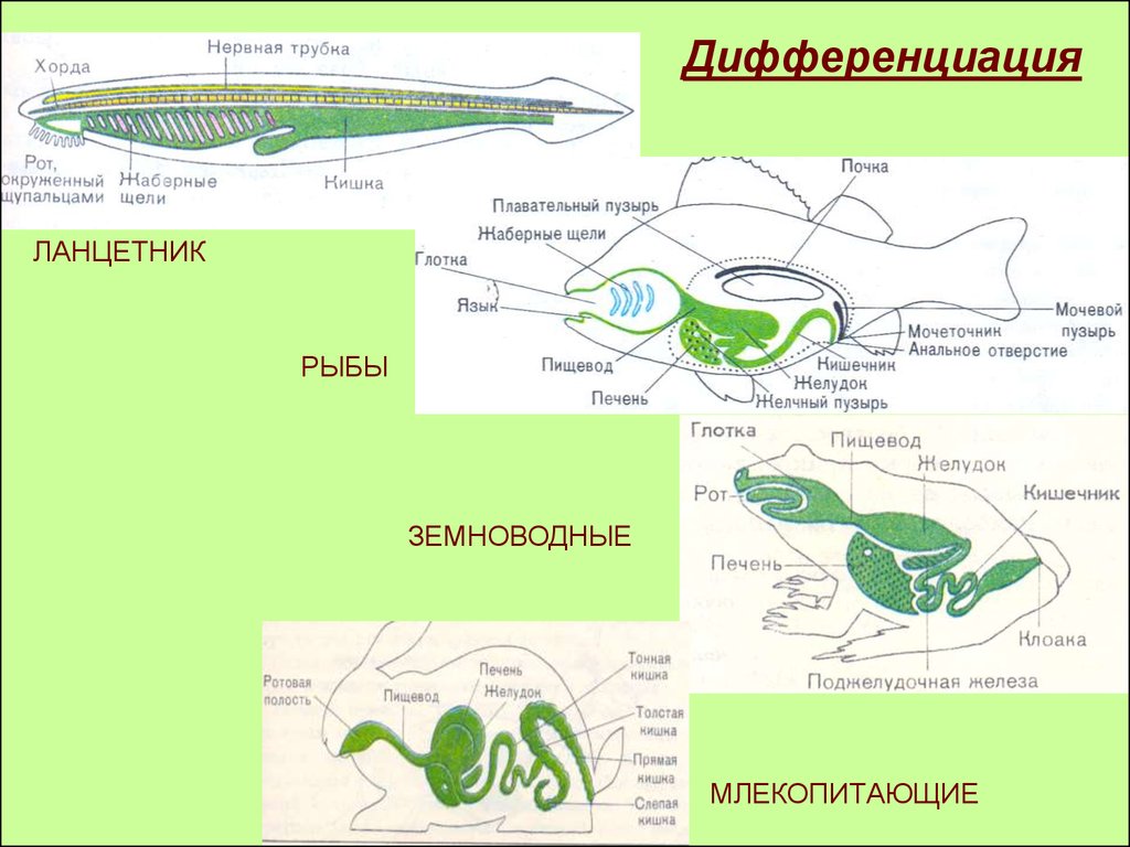 Глотка у хордовых. Ланцетник. Филогенез нервной системы хордовых. Плавательный пузырь у земноводных. Эволюционные преобразования ланцетник.