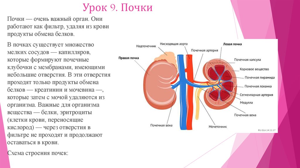 Как проверить почки. Как работают почки. Как функционируют почки. Принцип работы почек.