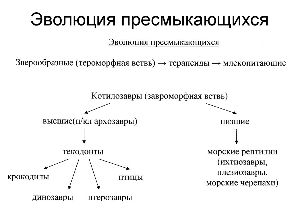 Развитие пресмыкающихся схема