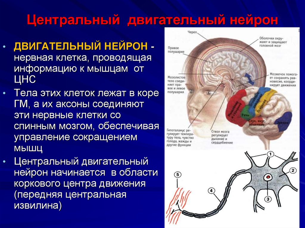 Управление импульс мозга. Периферический двигательный Нейрон расположен. Центральный двигательный Нейрон функции. Второй периферический двигательный Нейрон. Второй двигательный Нейрон локализуется.
