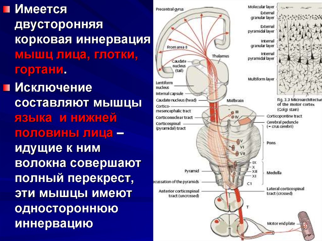 Двигательные нервы