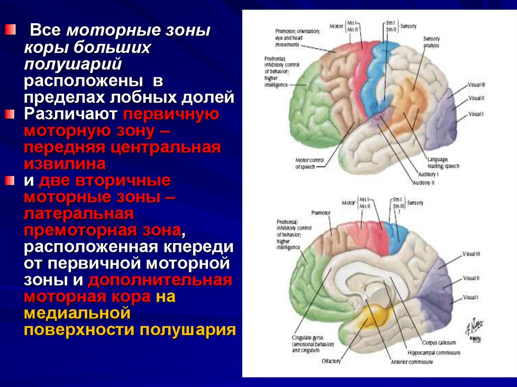 Организация коры головного мозга. Моторные и премоторные зоны коры. Двигательные центры коры головного мозга. Двигательная зона коры больших полушарий.