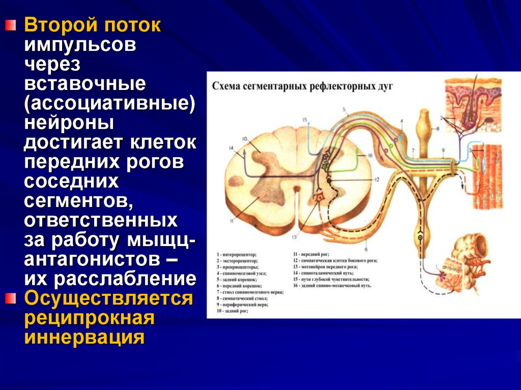 Моторные нервные окончания иннервируют