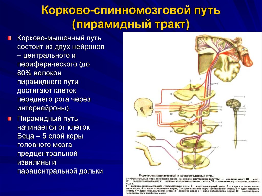 Двигательный центр спинного мозга. Корково-мышечный путь пирамидный. Корково мышечный путь неврология схема. Кортико-спинальный двигательный путь. Пирамидный корково-ядерный путь.