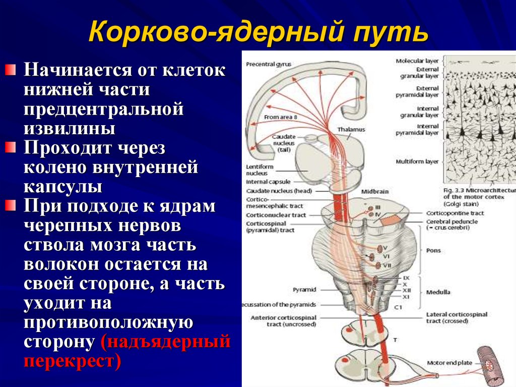 Пути анатомия. Пирамидный корково-ядерный путь. Корково ядерный проводящий путь. Корково ядерный путь схема. Двигательный пирамидный корково-ядерный путь.