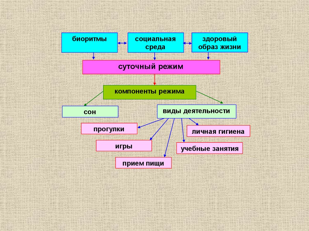 Основы режима. Биоритмы здорового образа жизни-. Гигиена рациональный суточный режим. Гигиена учебной деятельности детей. Биоритмы у детей гигиена.