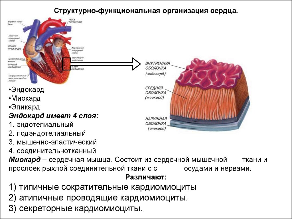 Слои предсердия. Сердечная мускулатура строение. Строение сердечных мышц. Схема строения миокарда. Мышцы миокарда строение.