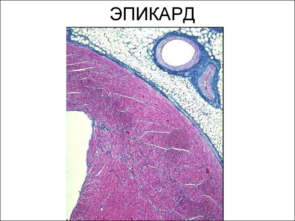 Сердце гистология рисунок - 83 фото
