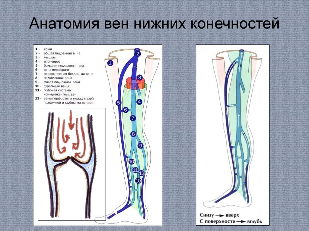 Вены нижних конечностей