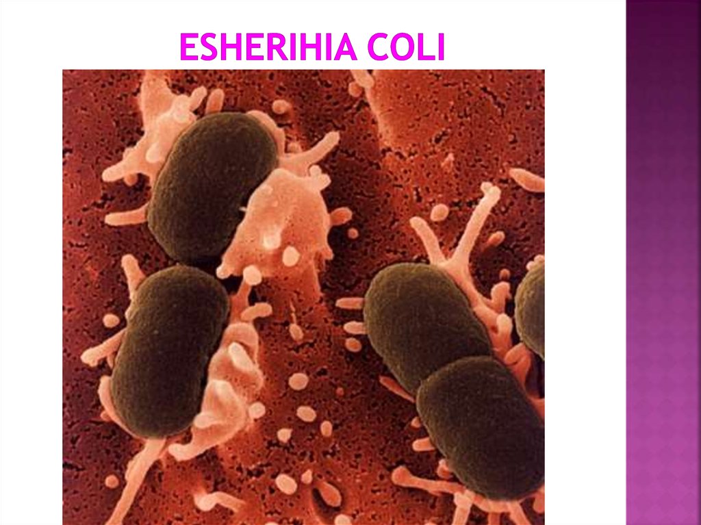 Esherihia coli