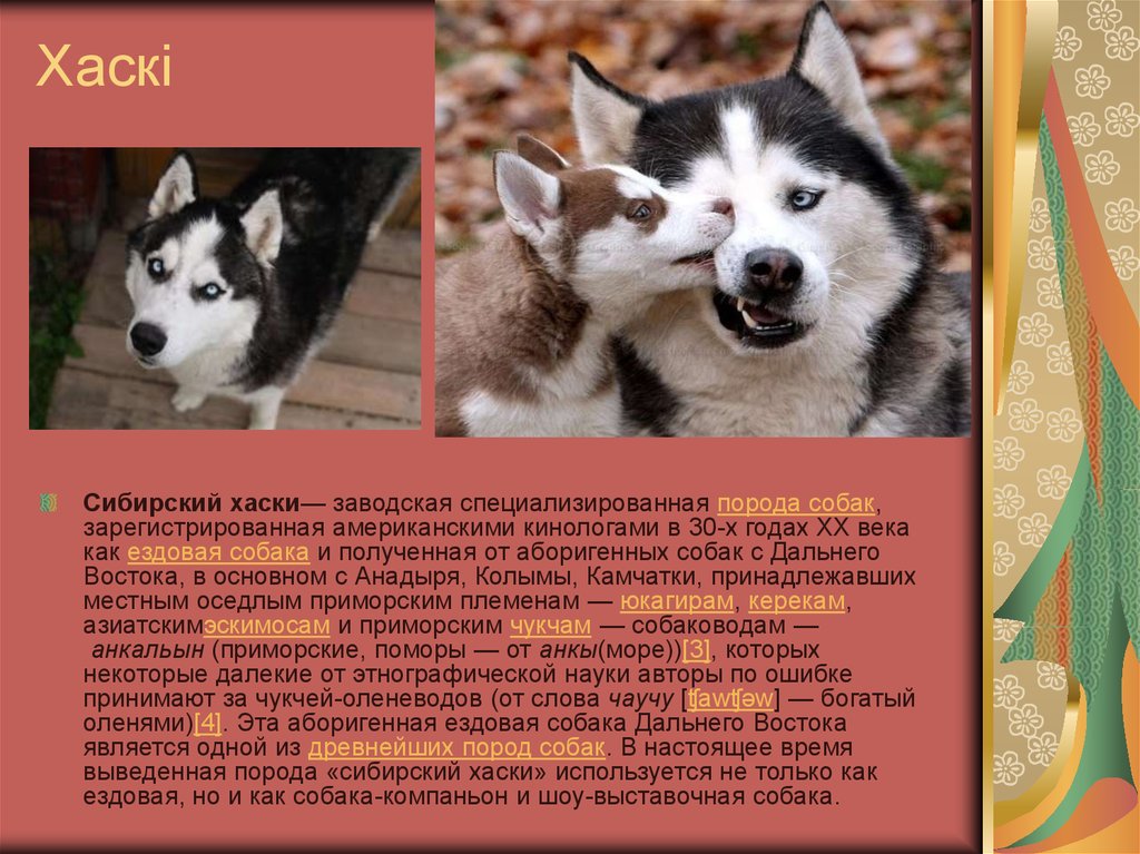 Как можно описать собаку внешне. Характеристики собаки хаски сибирской. Хаски описание породы. Рассказ хасок. Рассказ о собаке хаски.