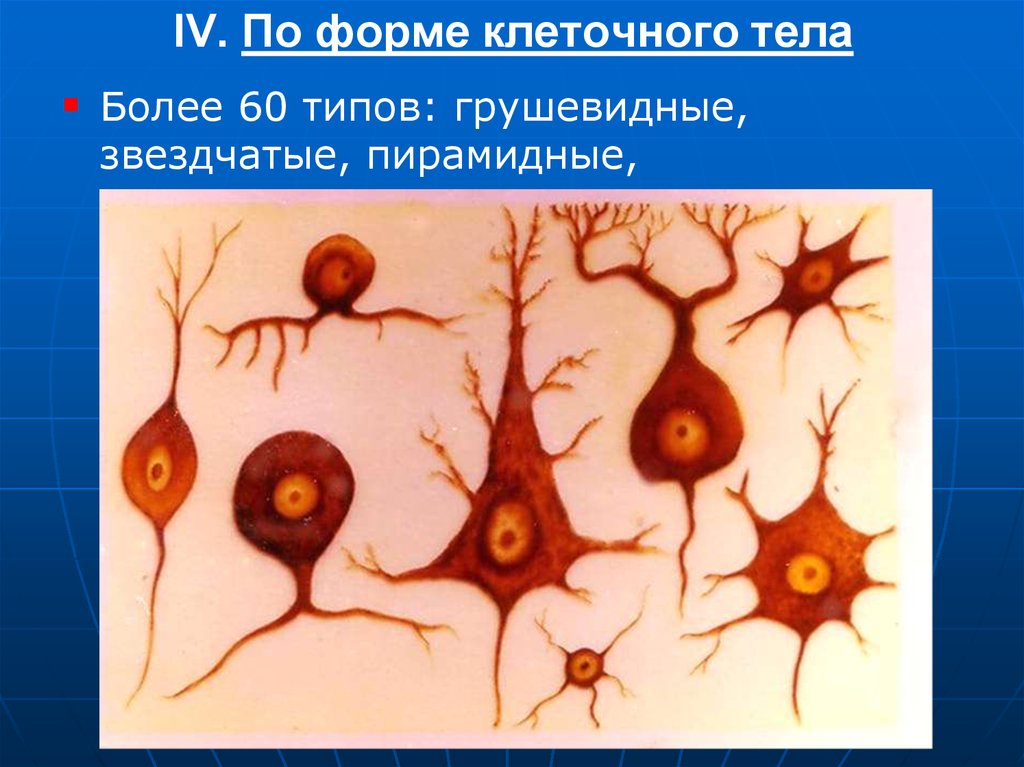 Какие клетки организма существуют