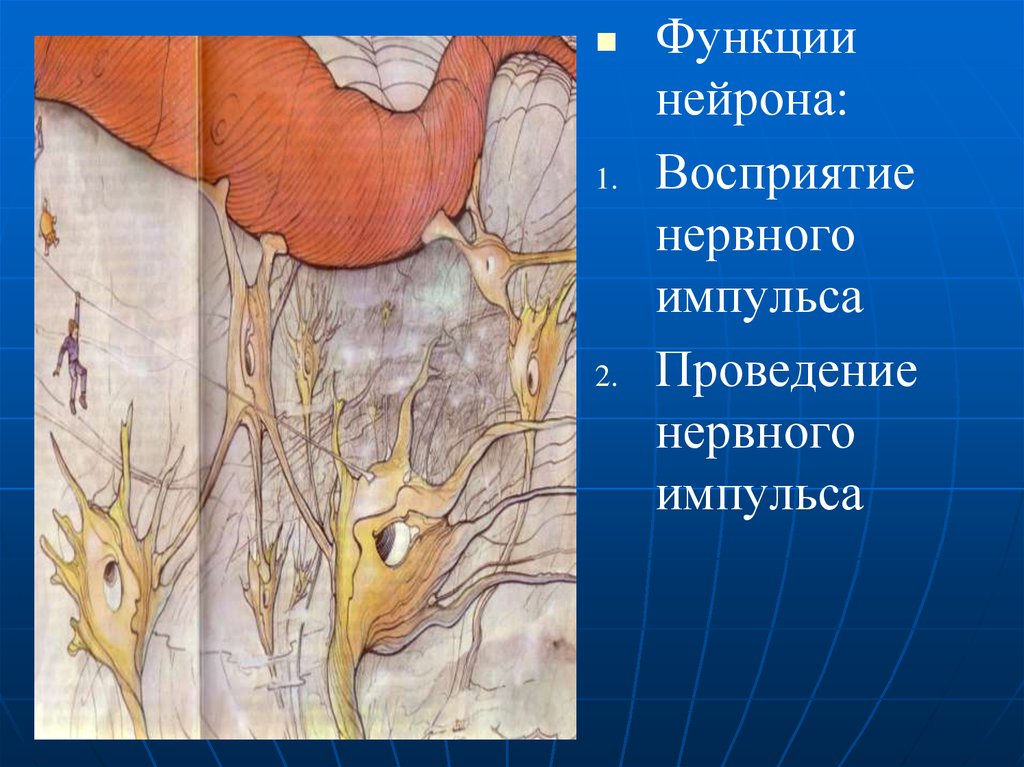 В функции нейронов не входит урок. Нейрон восприятия.