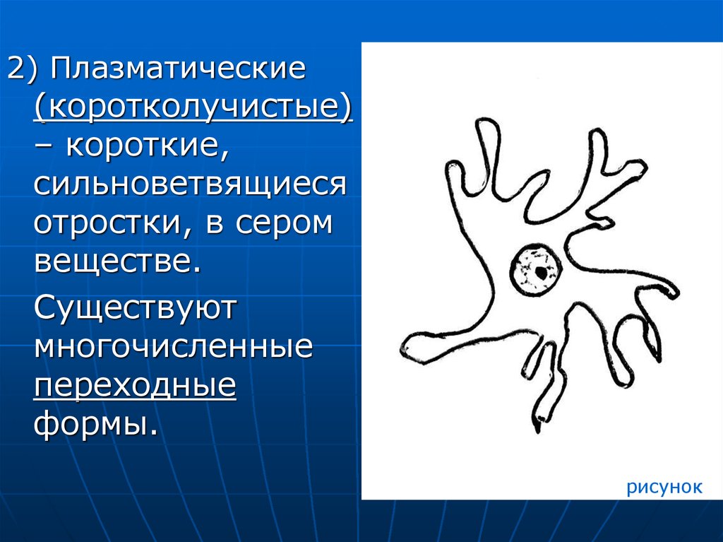 Строение нервного вещества. Глия серого вещества. Серое вещество отростки. Нейрокринная рисунок форма. Прото плазматические.