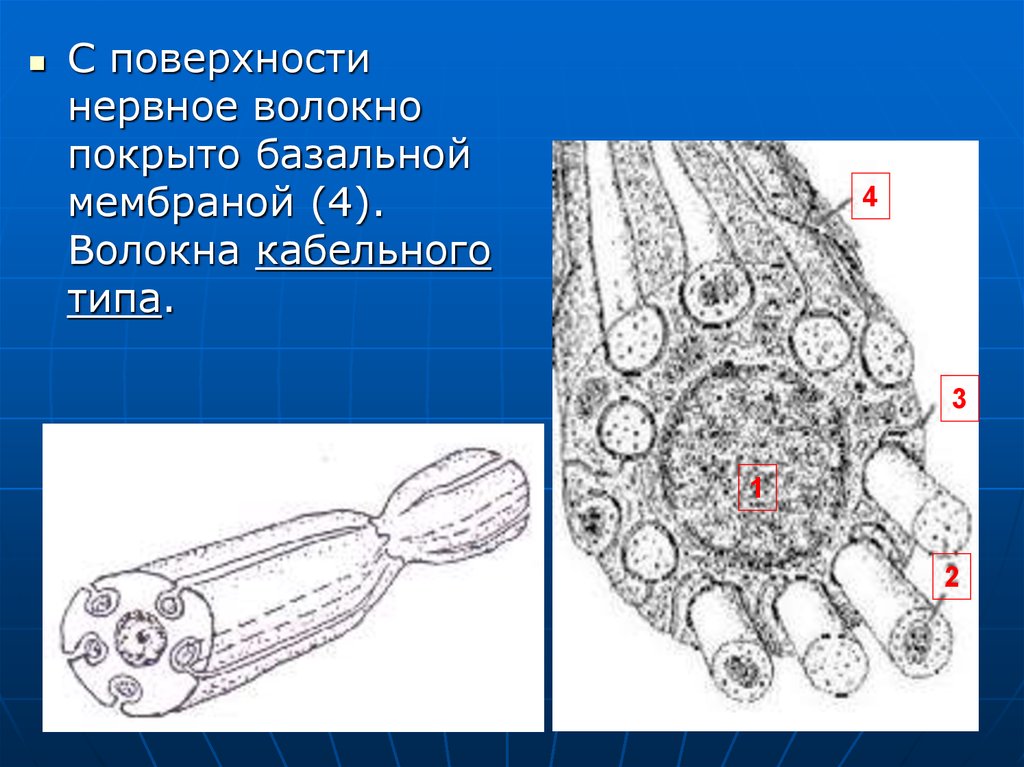 Безмиелиновые нервные волокна рисунок