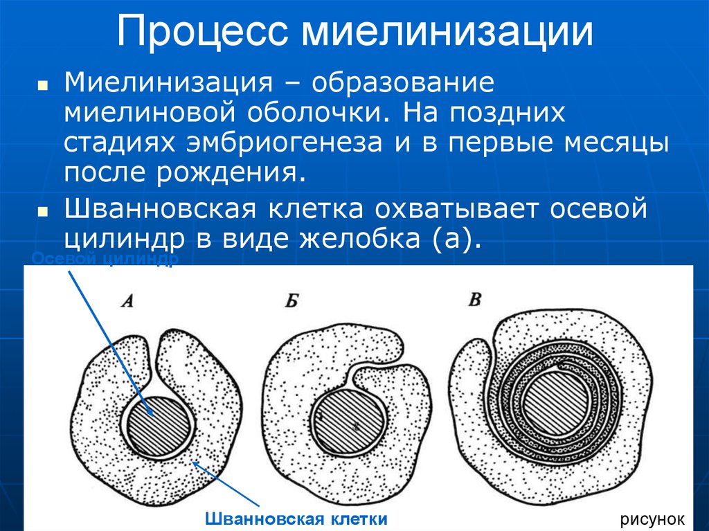 Процесс оболочки. Миелиновая оболочка и шванновские клетки. Миелиновая оболочка мезаксон. Миелиновая оболочка периферических нервных волокон образована. Процесс миелинизации нервных волокон.