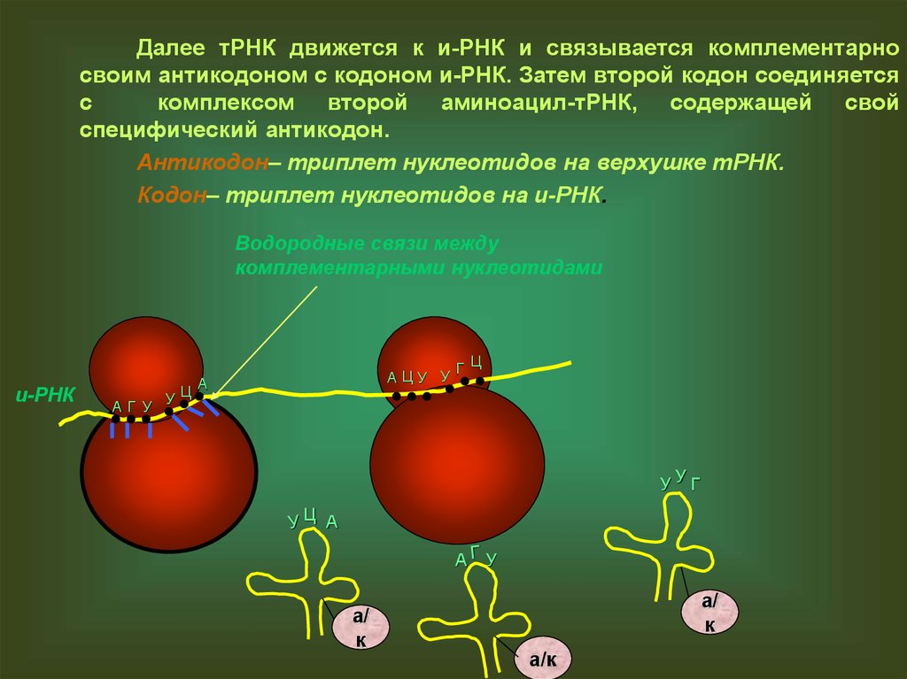 Антикодон трнк и кодон ирнк