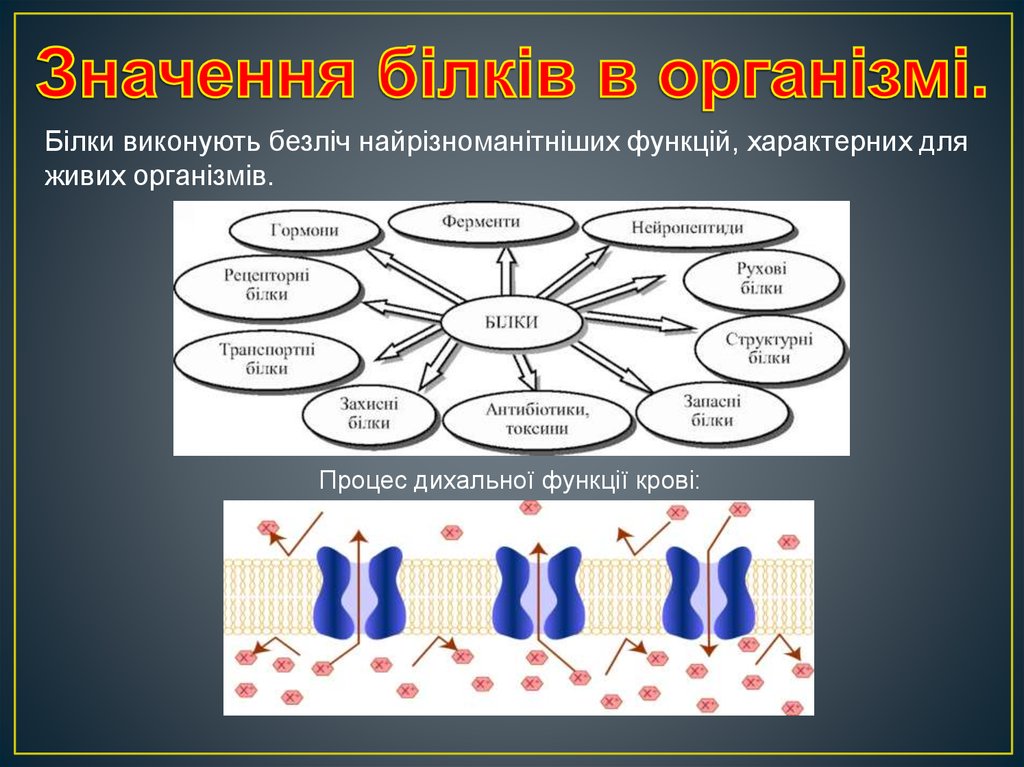 Значення. Білки для живих організмів. Основні функції білків в організмі. Які функції виконують Білки?. Картинки на тему Білки в житті люди.