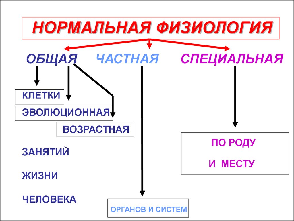 Нормальная физиология. Общая и частная физиология. Основные понятия физиологии. Прикладная физиология. Специальная физиология это.